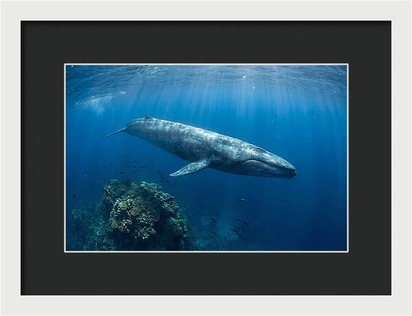 Majestic Blue Whale Beneath Waves