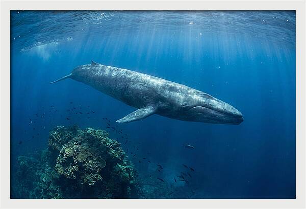 Majestic Blue Whale Beneath Waves