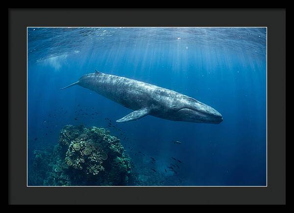 Majestic Blue Whale Beneath Waves