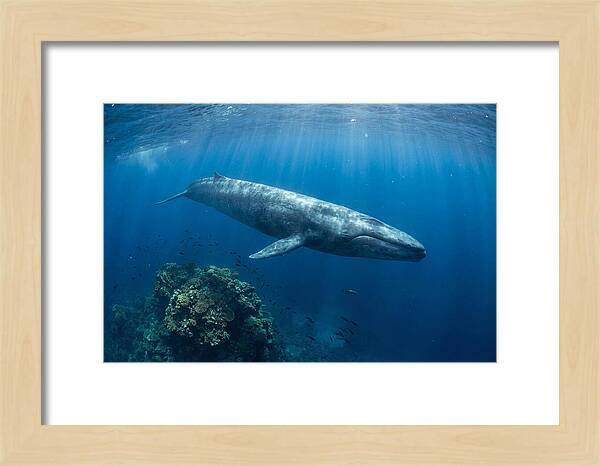 Majestic Blue Whale Beneath Waves