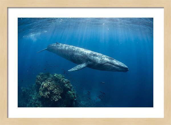 Majestic Blue Whale Beneath Waves