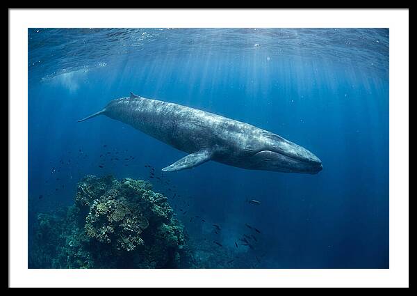 Majestic Blue Whale Beneath Waves
