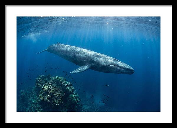Majestic Blue Whale Beneath Waves