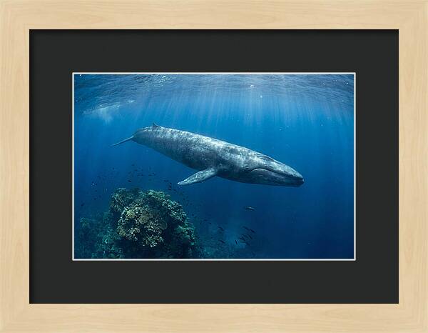 Majestic Blue Whale Beneath Waves