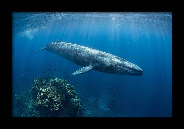Majestic Blue Whale Beneath Waves