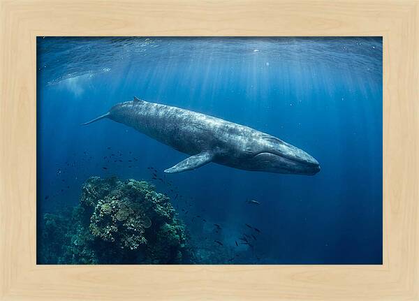 Majestic Blue Whale Beneath Waves