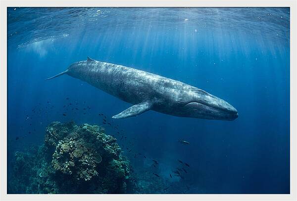 Majestic Blue Whale Beneath Waves
