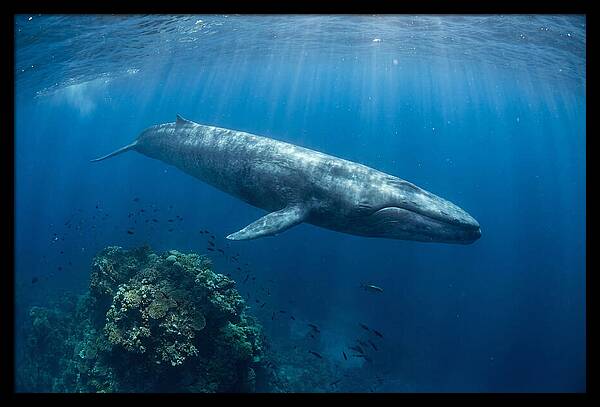 Majestic Blue Whale Beneath Waves