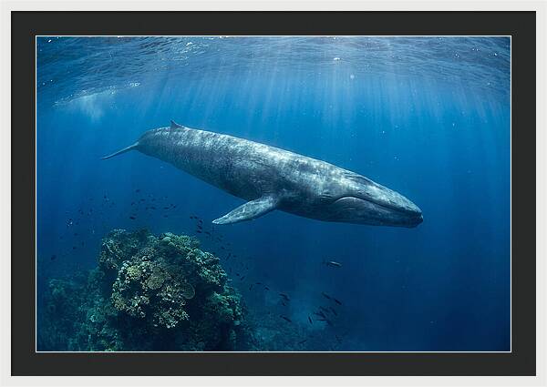 Majestic Blue Whale Beneath Waves