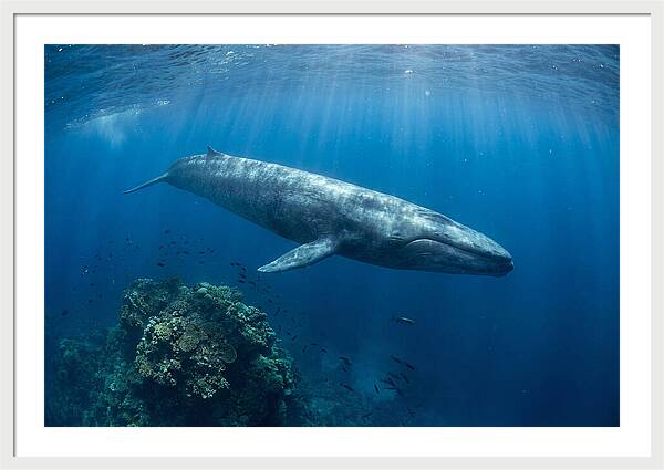 Majestic Blue Whale Beneath Waves