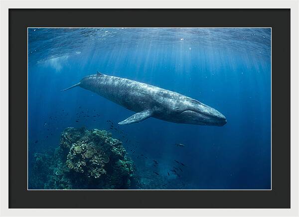 Majestic Blue Whale Beneath Waves