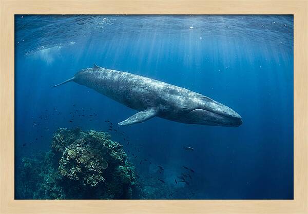 Majestic Blue Whale Beneath Waves