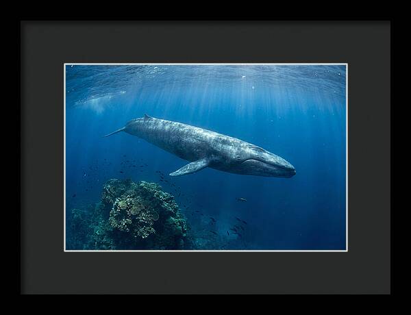 Majestic Blue Whale Beneath Waves