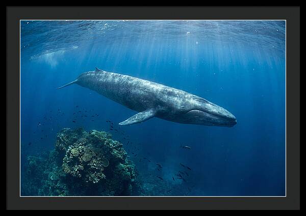 Majestic Blue Whale Beneath Waves