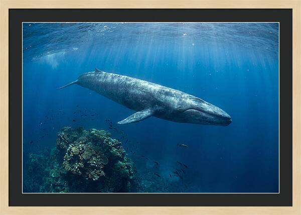 Majestic Blue Whale Beneath Waves
