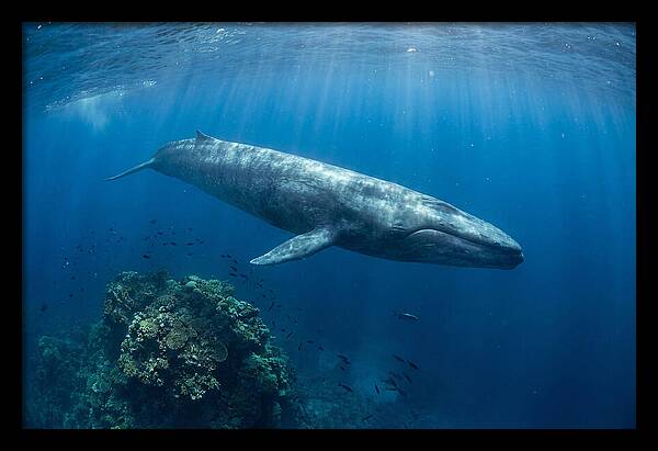 Majestic Blue Whale Beneath Waves
