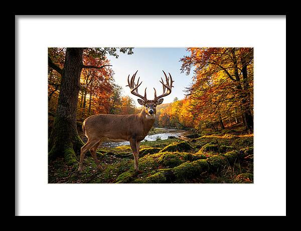 Majestic Buck Among Autumn Leaves