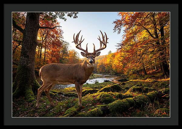 Majestic Buck Among Autumn Leaves