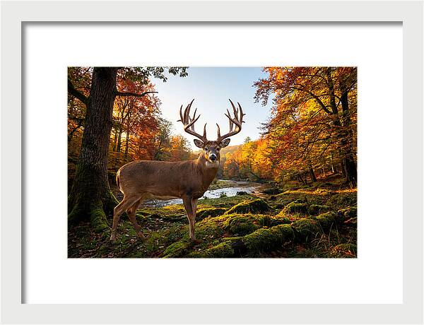 Majestic Buck Among Autumn Leaves