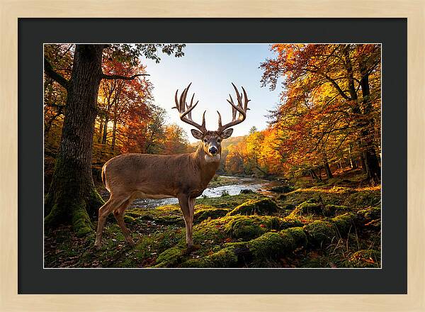 Majestic Buck Among Autumn Leaves