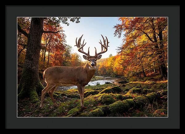 Majestic Buck Among Autumn Leaves
