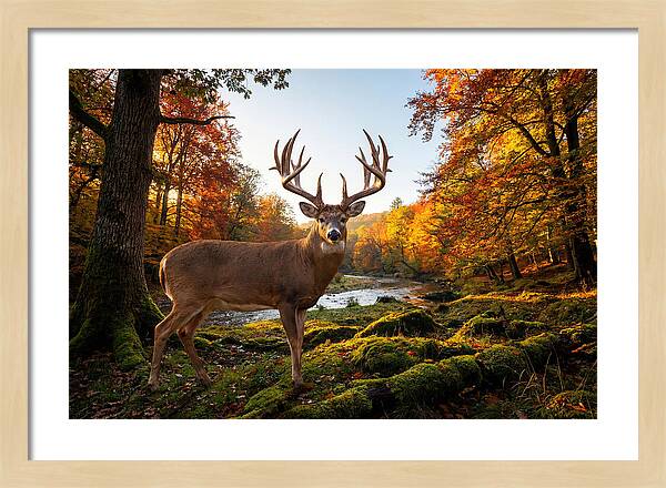 Majestic Buck Among Autumn Leaves