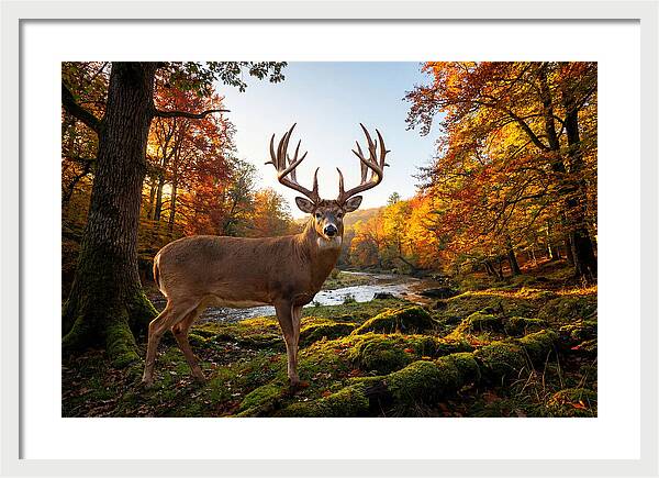 Majestic Buck Among Autumn Leaves