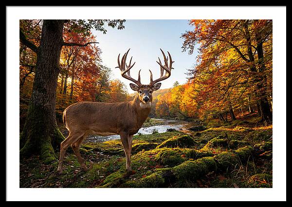 Majestic Buck Among Autumn Leaves