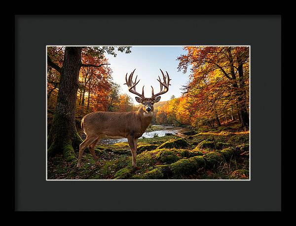 Majestic Buck Among Autumn Leaves