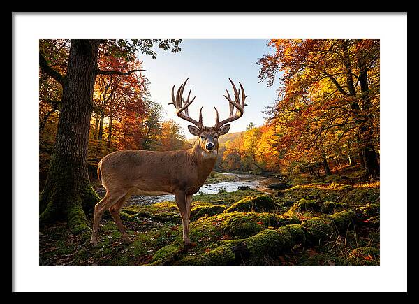 Majestic Buck Among Autumn Leaves