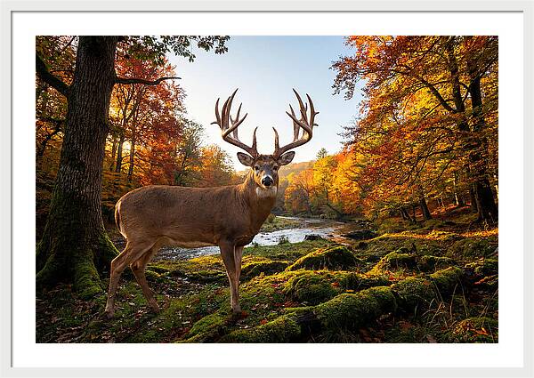 Majestic Buck Among Autumn Leaves