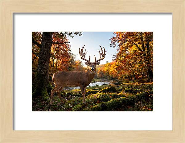 Majestic Buck Among Autumn Leaves