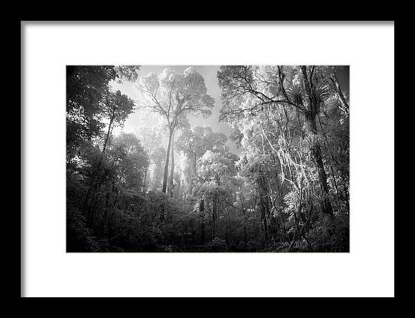 Majestic Canopy Of The Amazon