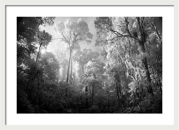 Majestic Canopy Of The Amazon