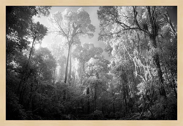 Majestic Canopy Of The Amazon