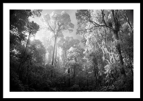 Majestic Canopy Of The Amazon