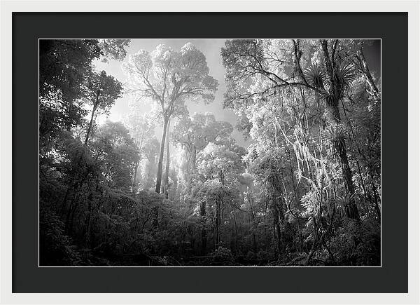 Majestic Canopy Of The Amazon