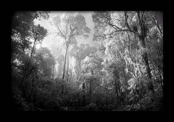 Majestic Canopy Of The Amazon