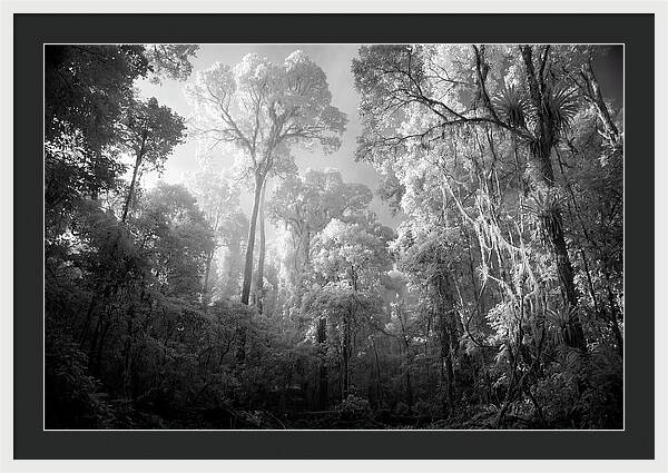 Majestic Canopy Of The Amazon