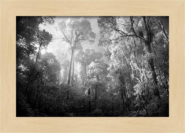 Majestic Canopy Of The Amazon