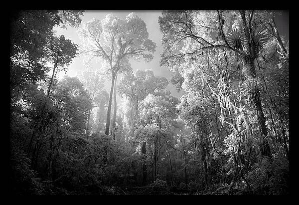 Majestic Canopy Of The Amazon