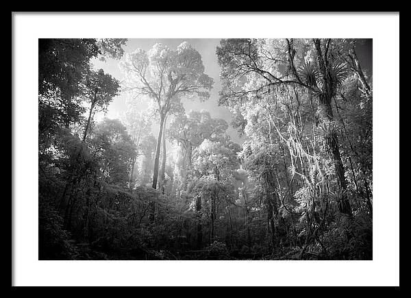 Majestic Canopy Of The Amazon
