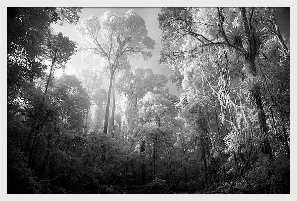 Majestic Canopy Of The Amazon