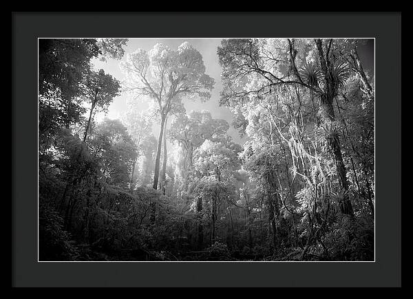 Majestic Canopy Of The Amazon