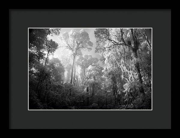 Majestic Canopy Of The Amazon
