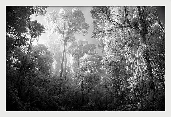 Majestic Canopy Of The Amazon