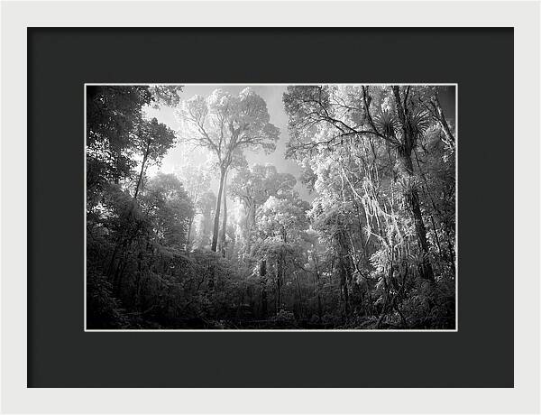 Majestic Canopy Of The Amazon