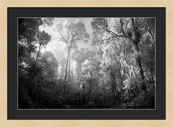 Majestic Canopy Of The Amazon