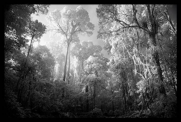 Majestic Canopy Of The Amazon