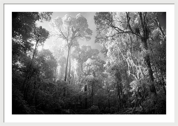 Majestic Canopy Of The Amazon